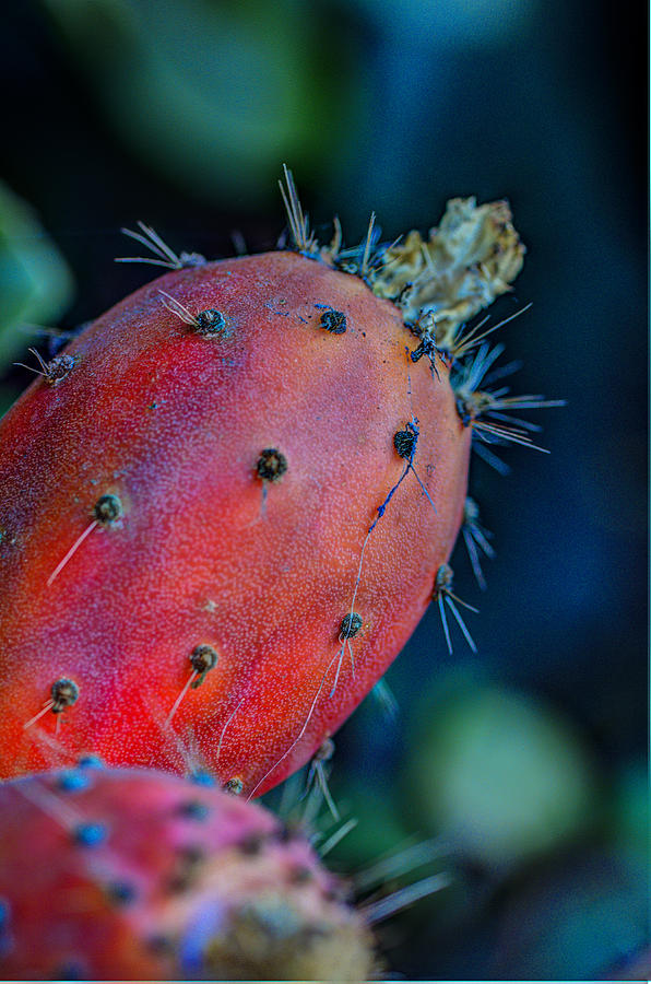 Fruit Photograph - Protected Fruit by Marta Cavazos-Hernandez