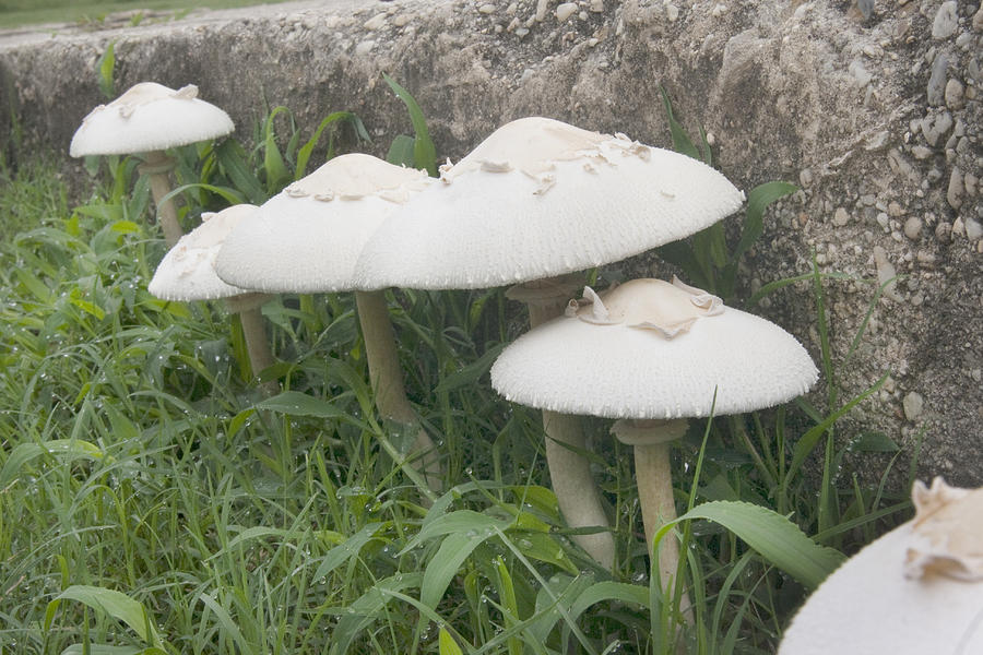 Protected Mushrooms Photograph by Robert Camp