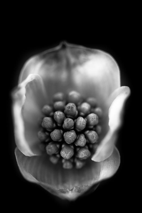 Flowers Still Life Photograph - Protected by Shane Holsclaw