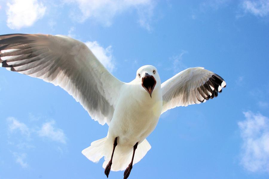 Protective Gull by David Rich Protective Gull by David Rich