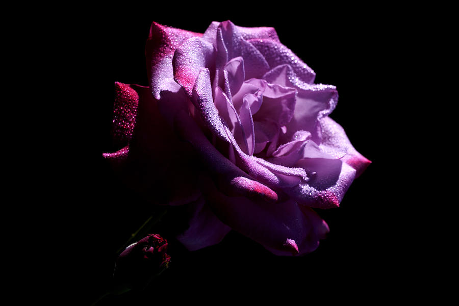 Rose Photograph - Protectress by Doug Norkum