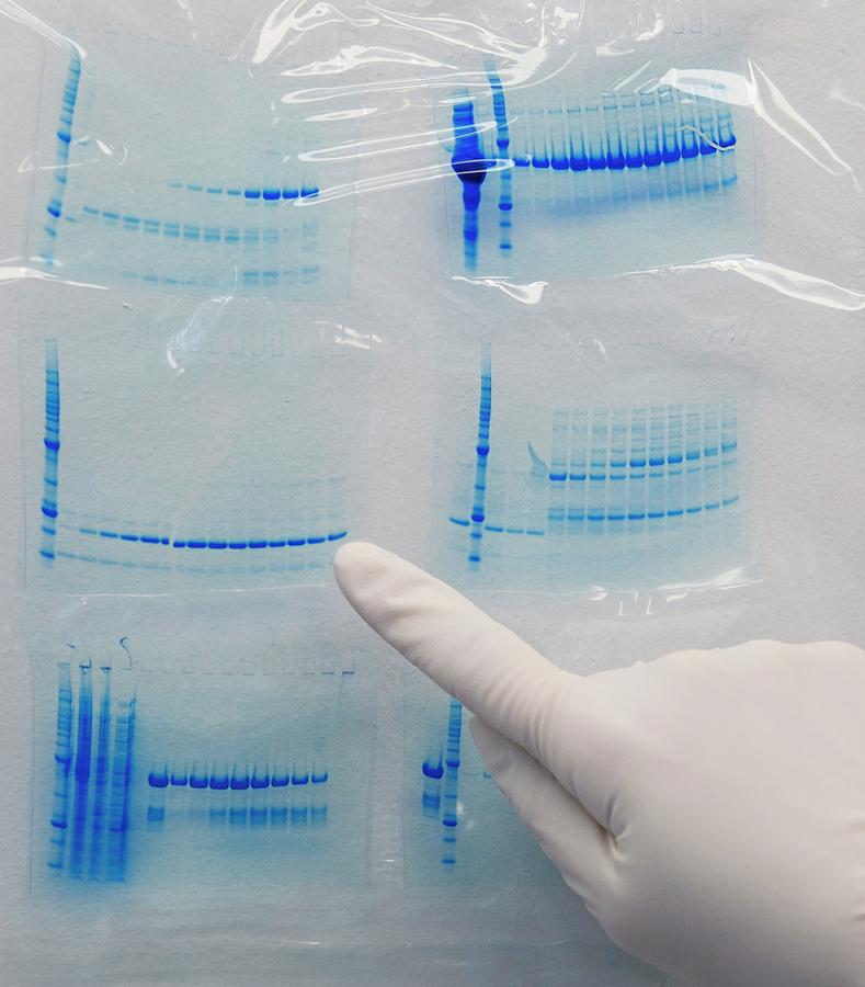 Protein Electrophoresis Gels By Jon Wilsonscience Photo Library 0005