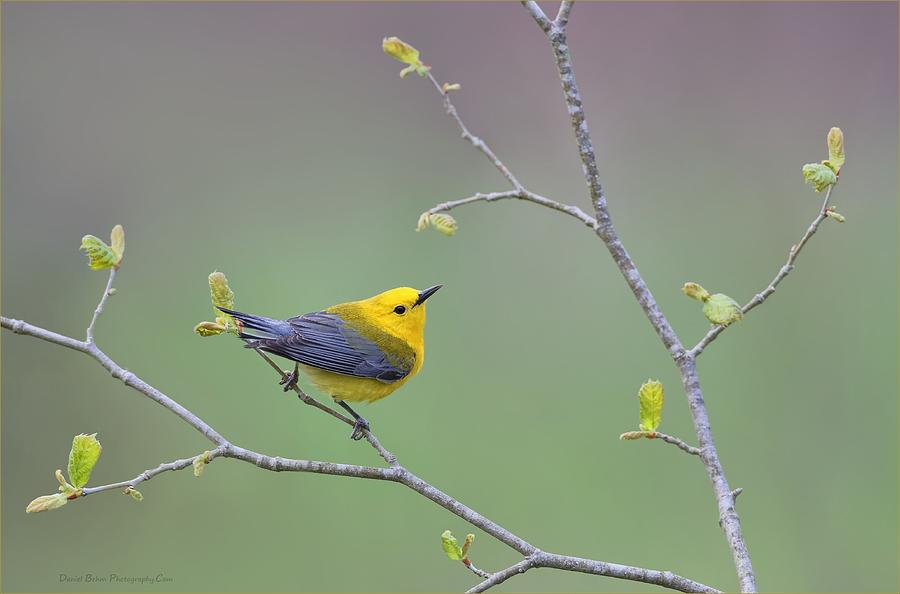Warbler Photograph - Prothonatary Warbler by Daniel Behm