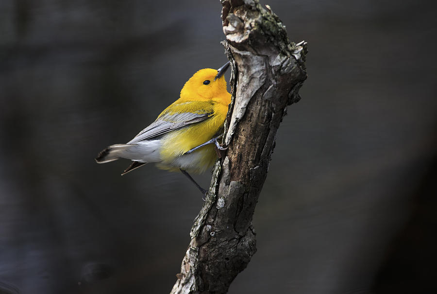 Point Pelee National Park Photograph - Prothonotary Warbler 2 by Gary Hall