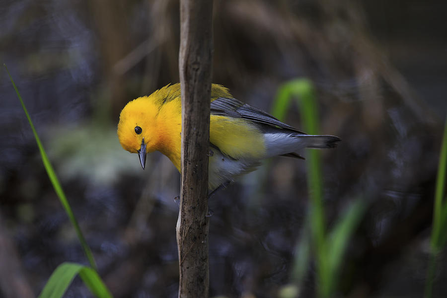 Point Pelee National Park Photograph - Prothonotary Warbler 3 by Gary Hall