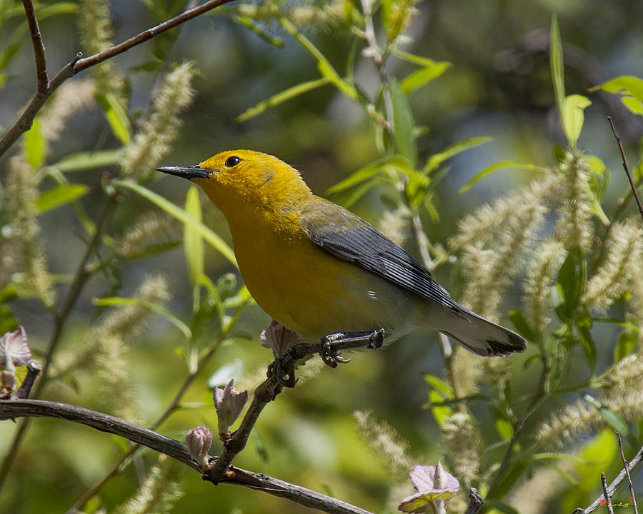 Prothonotary Warbler DSB220 Photograph by Gerry Gantt
