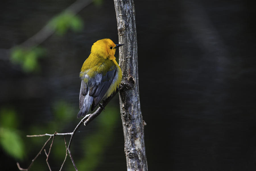 Prothonotary Warbler Photograph by Gary Hall