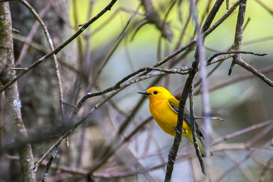 Bird Photograph - Prothonotary Warbler by Jack R Perry