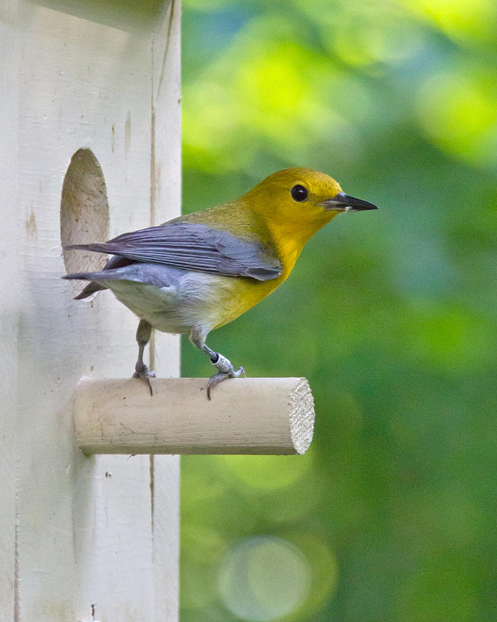 Prothonotary Warbler Photograph by Jemmy Archer