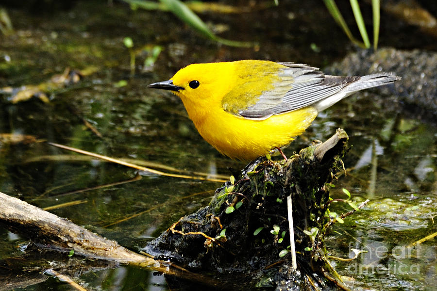 Prothonotary Warbler. Photograph by Larry Ricker