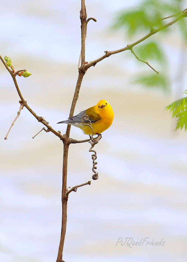 Prothonotary Warbler Photograph by PJQandFriends Photography