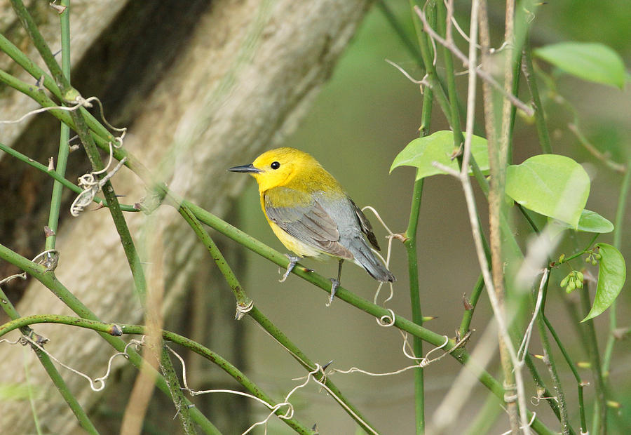 Warbler Photograph - Prothonotary Warbler by Sandy Keeton