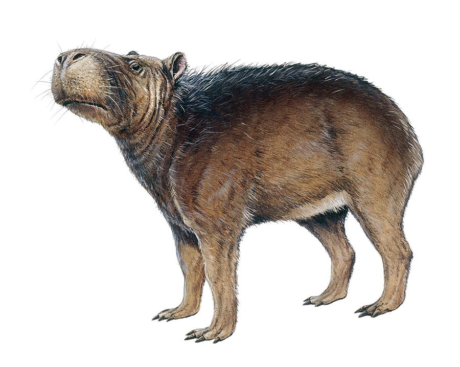 Prints of Digital illustration of Capybara (Hydrochoerus