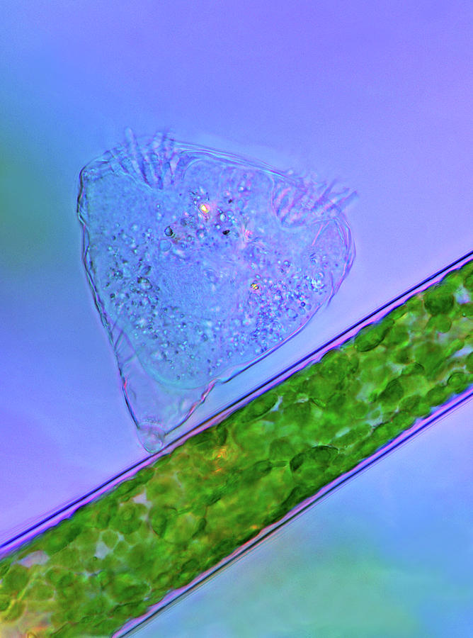 Nature Photograph - Protozoan On Green Algae by Marek Mis