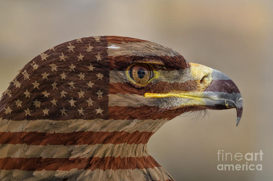 Eagle Photograph - Proud American by Steev Stamford