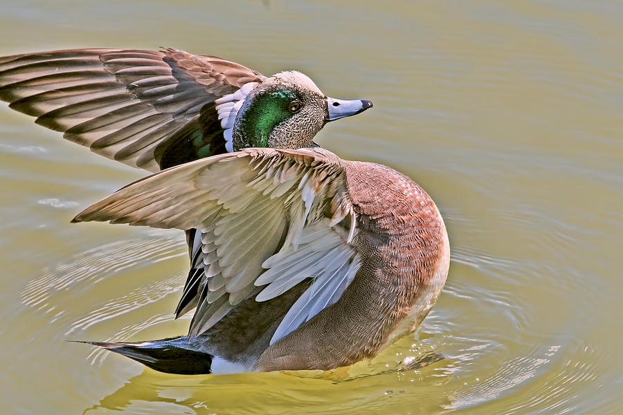 Proud American Wigeon  Photograph by Peggy Collins