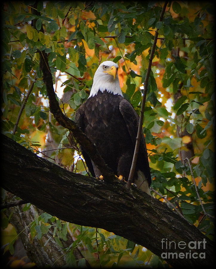 Eagle Photograph - Proud and Strong by Rev Richard W Burdett