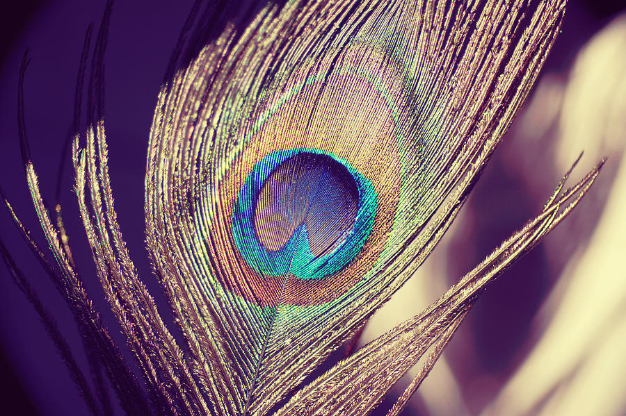 Peacock Photograph - Proud as a peacock by Nastasia Cook