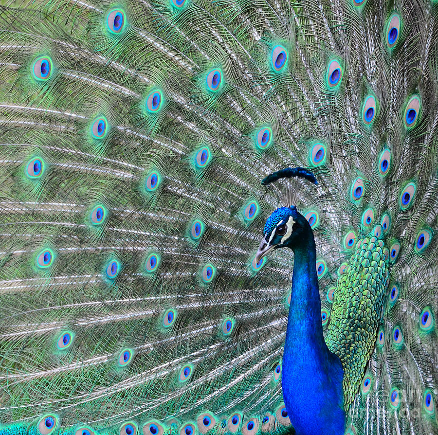 Proud As A Peacock by Renee Patterson