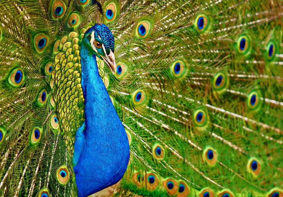 Proud As A Peacock Digital Art By Tim Leimkuhler - Fine Art America