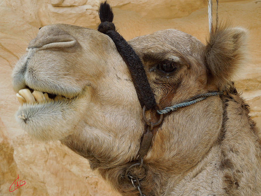 Proud Bou Bou Camel Sinai Egypt Photograph by Colette V Hera Guggenheim