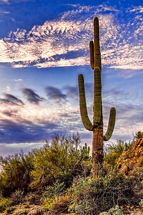 Proud Cactus Photograph by Jon Berghoff | Fine Art America