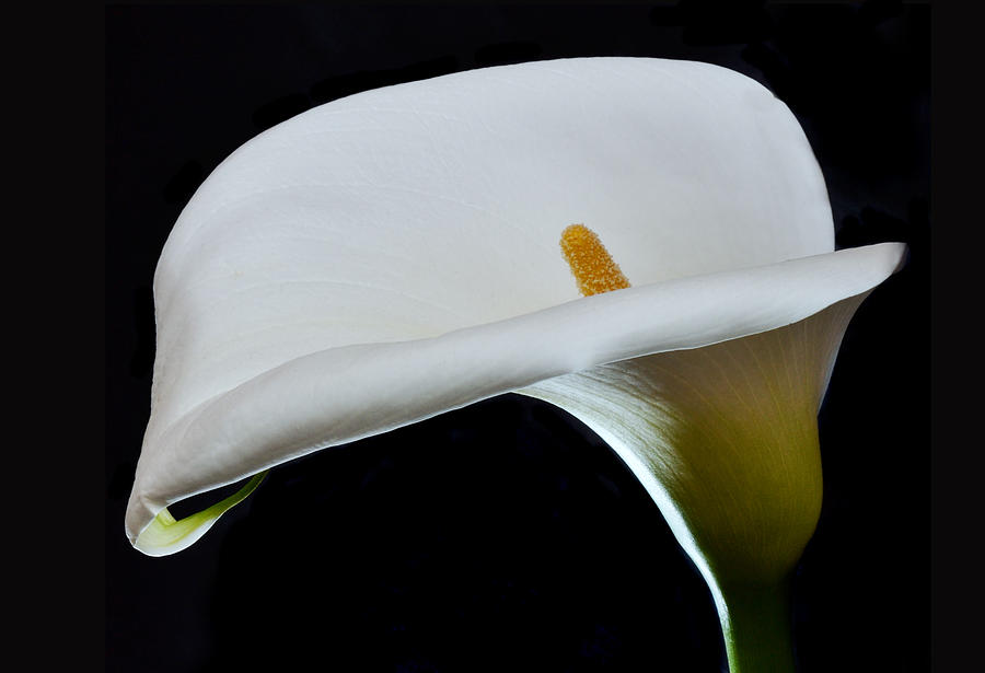 Proud Calla Photograph by Terence Davis