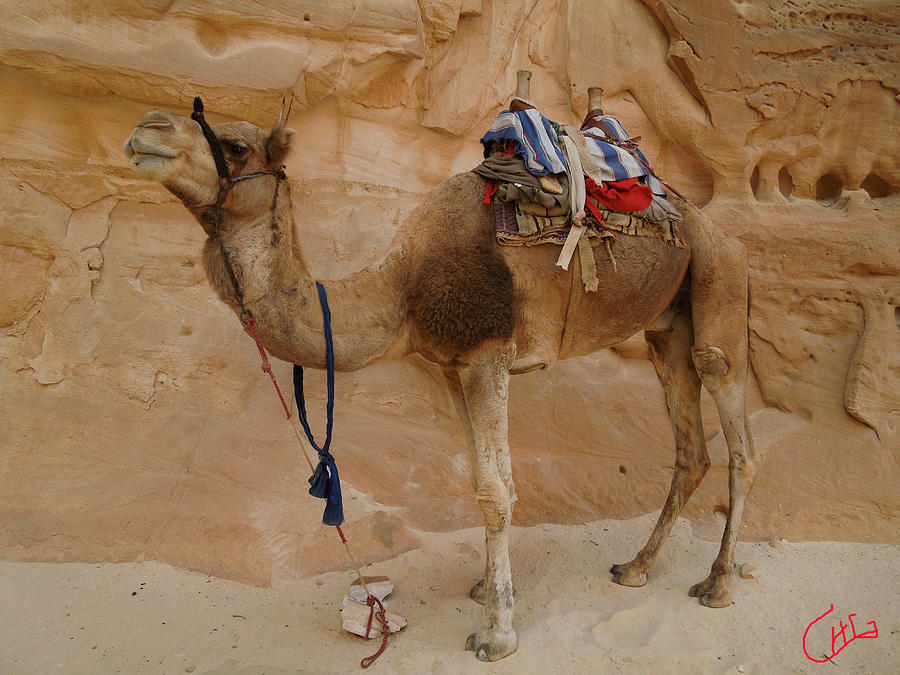 Proud Camel Bou Bou friend waiting for me Desert Sinai Egypt Photograph by Colette V Hera Guggenheim