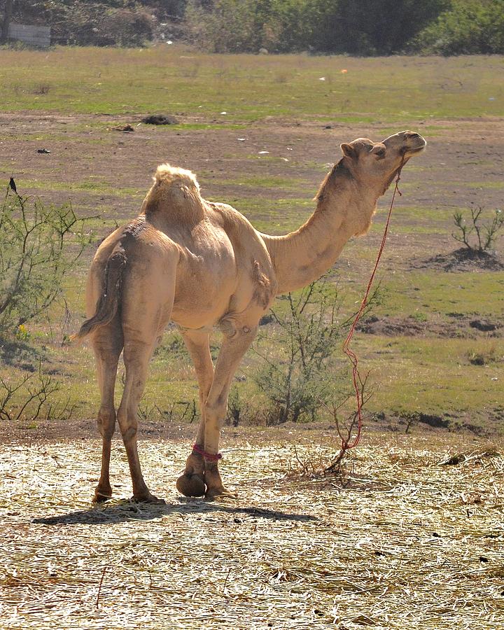 Proud Camel Photograph by Kim Bemis