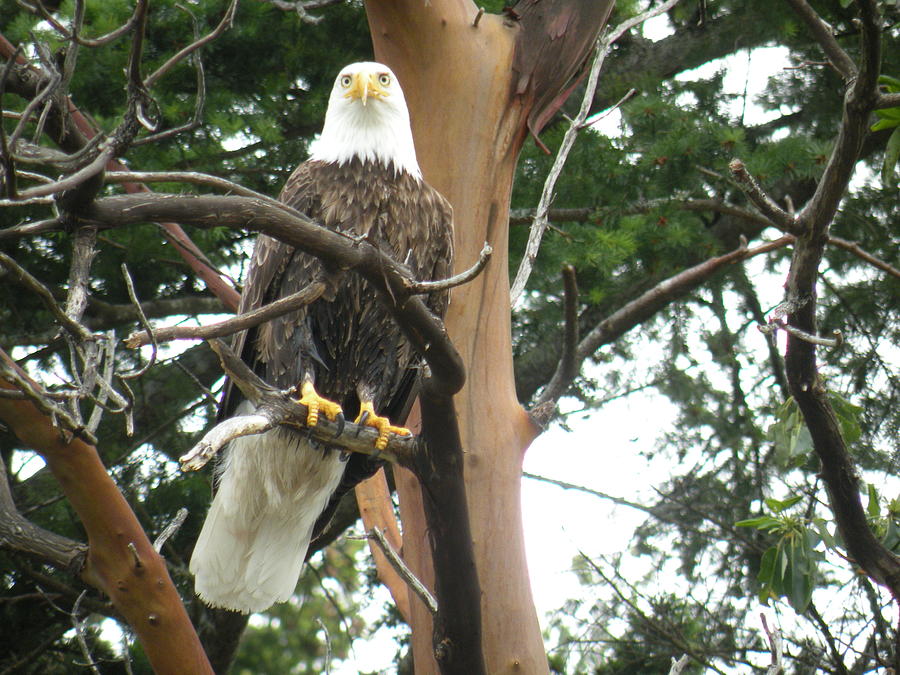 Eagle Photograph - Proud Eagle by Wendy Brunell