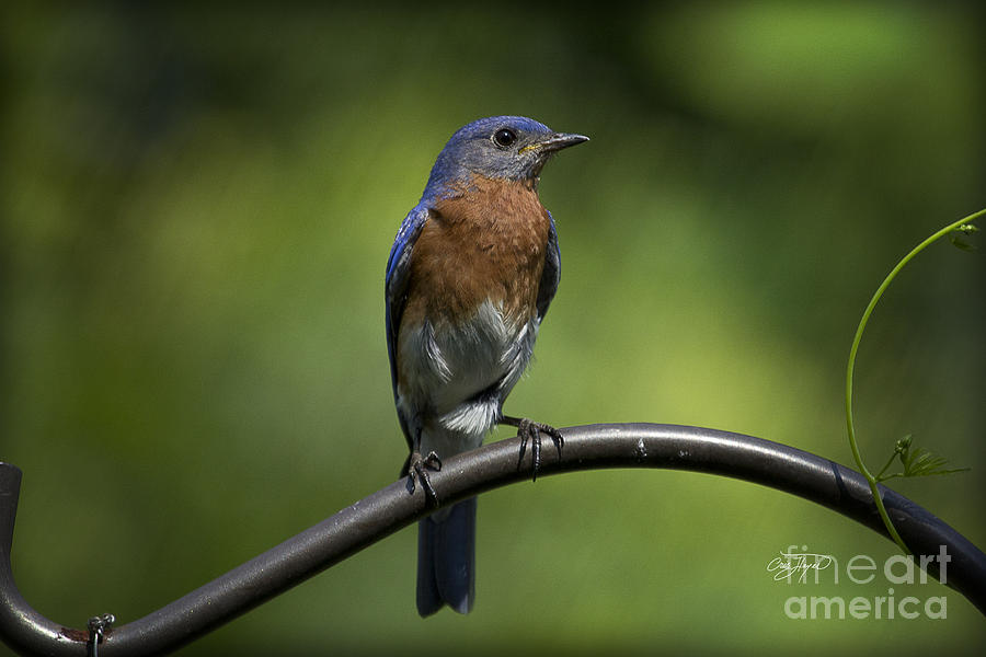 Bluebird Photograph - Proud Eastern Bluebird  by Cris Hayes