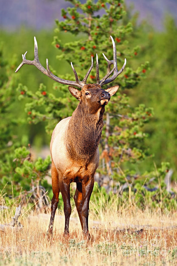 Proud Elk Photograph by Bill Singleton