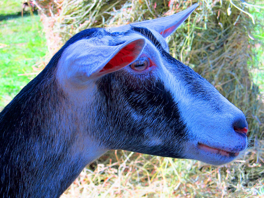 Goat Photograph - Proud Goat Close up by Tina M Wenger