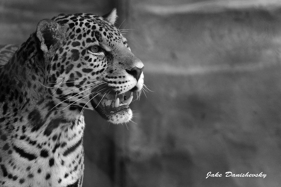 Cat Photograph - Proud Jaguar by Jake Danishevsky