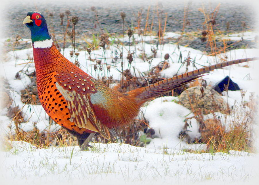 Pheasant Photograph - Proud by Karen Cook