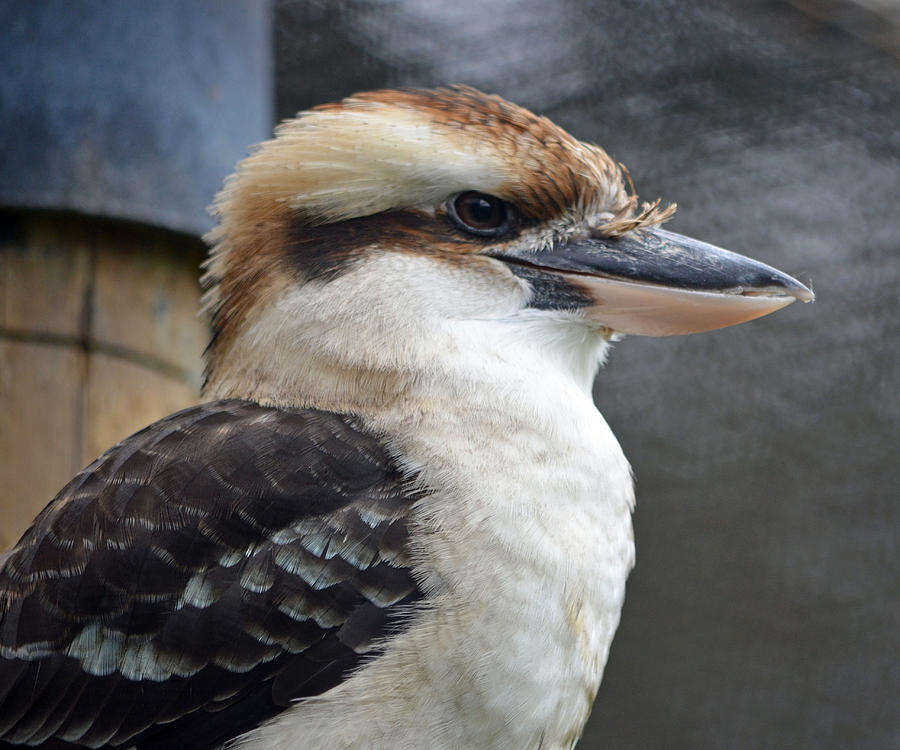 Proud Kookaburra Photograph by Richard Bryce and Family