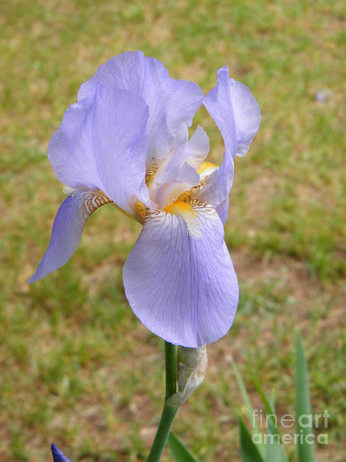 Proud Lily by Ronda Douglas Proud Lily by Ronda Douglas