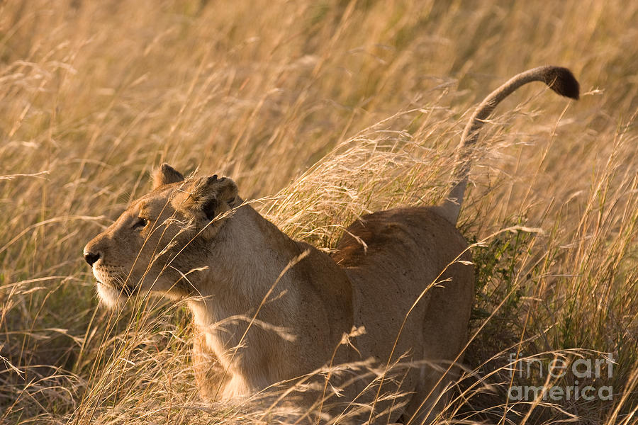 Proud Lioness Photograph by Chris Scroggins