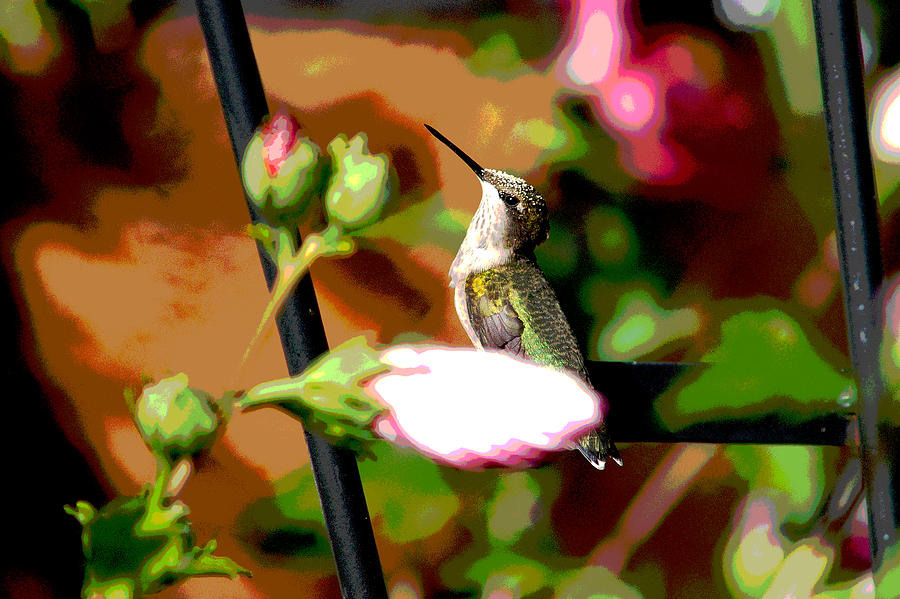 PROUD LITTLE HUMMINGBIRD - artistic interpretation Photograph by Janice Adomeit