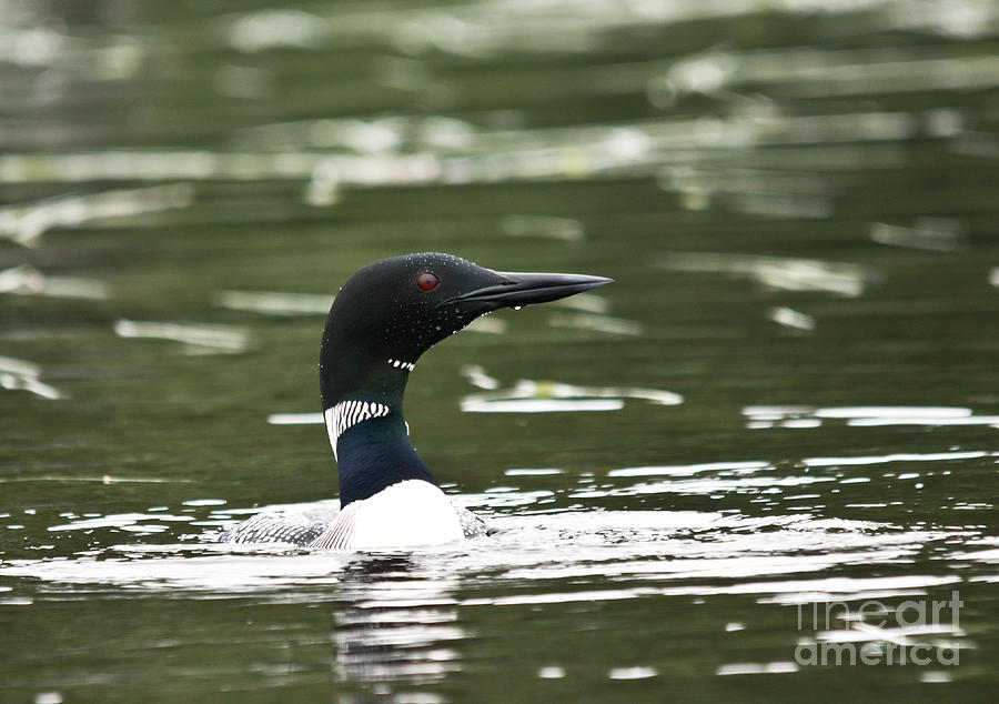 Feather Photograph - Proud Loon by Cheryl Baxter