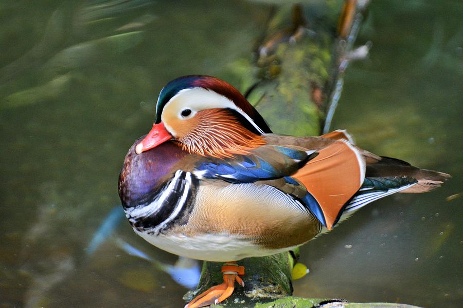 Drake Photograph - Proud Male Mandarin Duck by Don Columbus