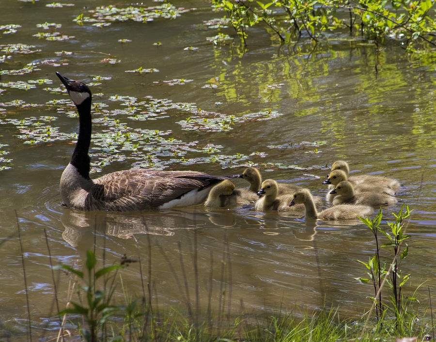 Geese Photograph - Proud Momma Goose by Kathy Clark