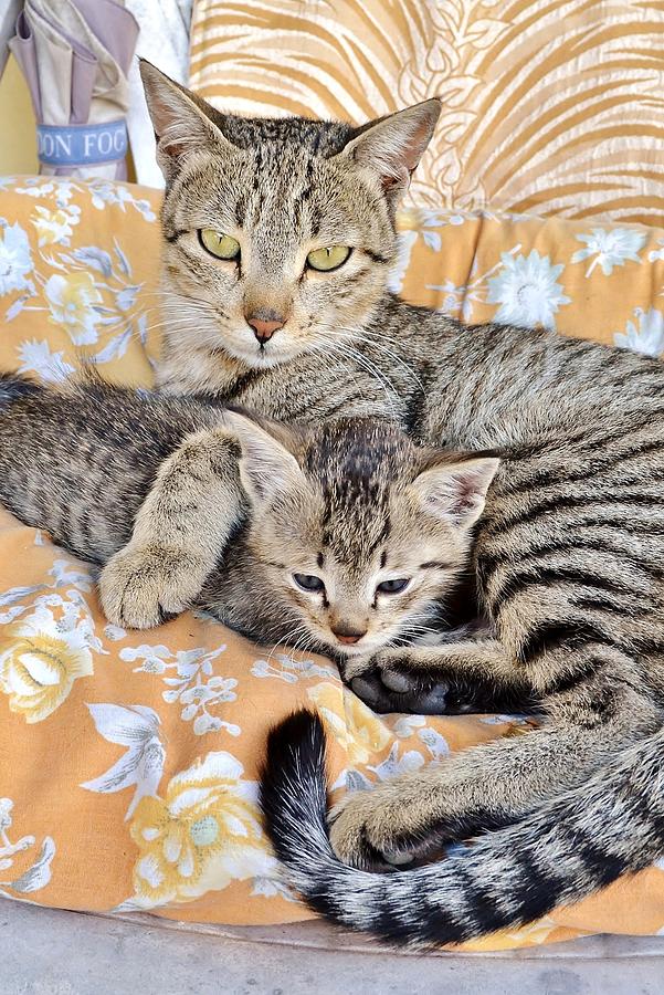 Cat Photograph - Proud Mother Cat and Her Kitten by Kim Bemis