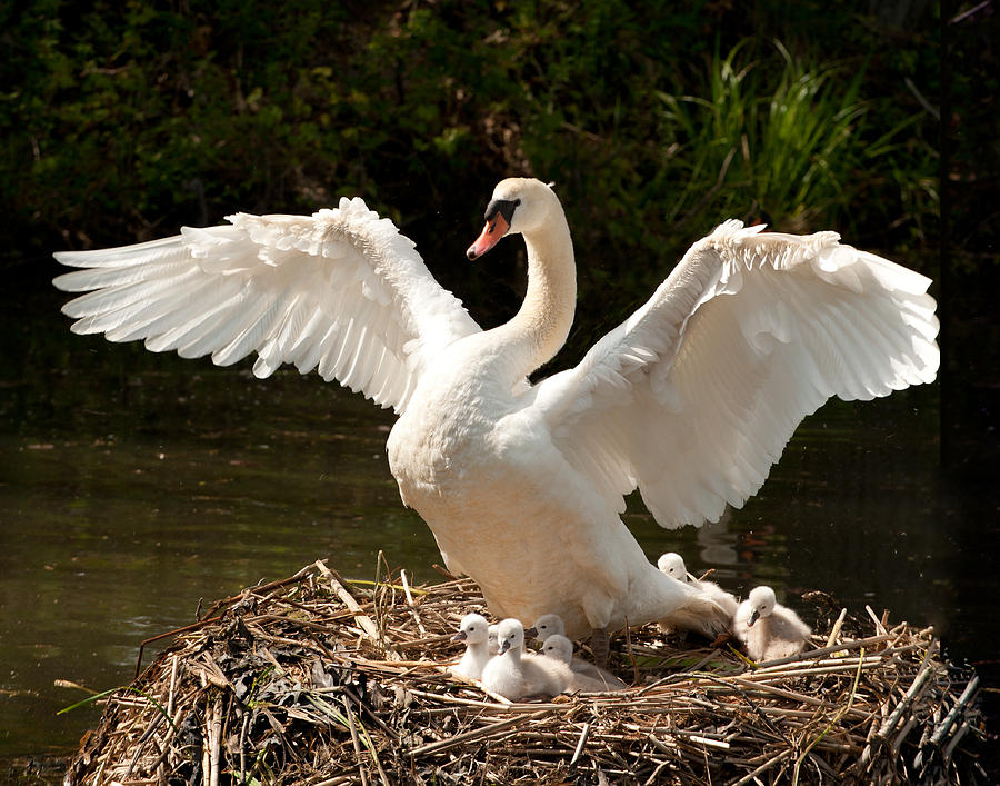 Swan Photograph - Proud Mother by Paul Johnson 