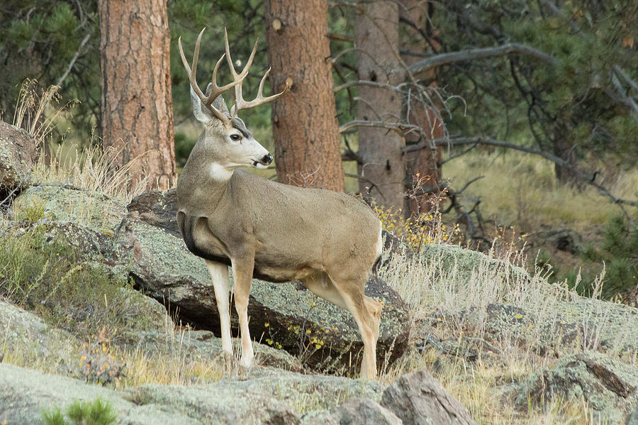 Proud Mule Deer Buck Photograph by Tony Hake - Fine Art America