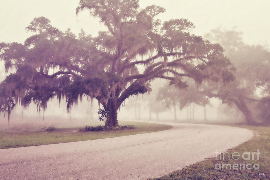 Nature Photograph - Proud Oak in the Fog by Scott Pellegrin