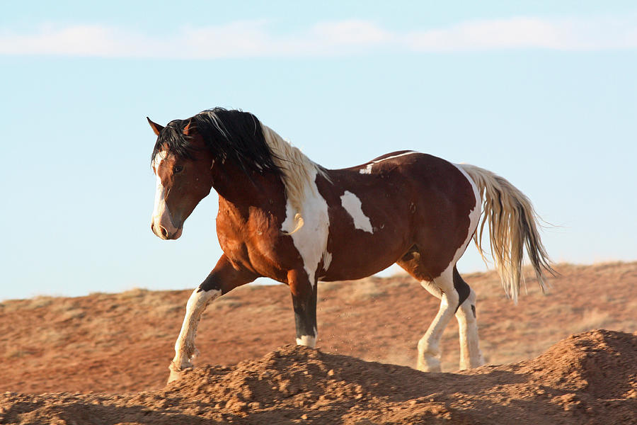 Proud Paint Mustang Photograph by Jean Clark