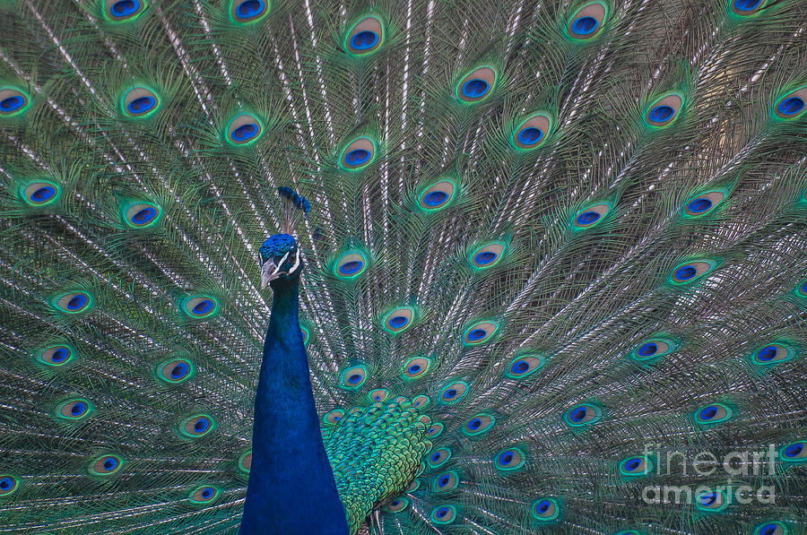 Proud Peacock Photograph by Bianca Nadeau