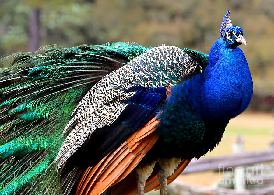 Proud Peacock Photograph by Carol Groenen
