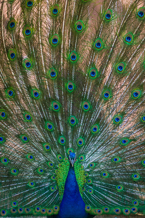 Proud Peacock Photograph by Ernest Echols